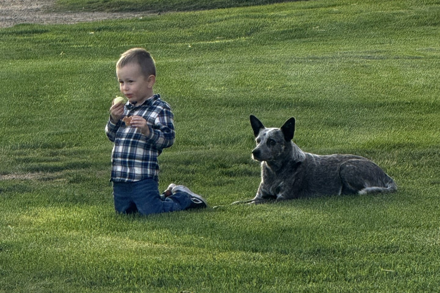 Thomas petting calf